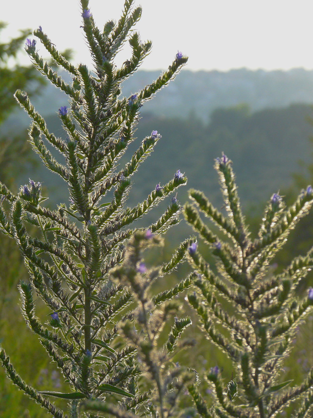 Image of Echium vulgare specimen.