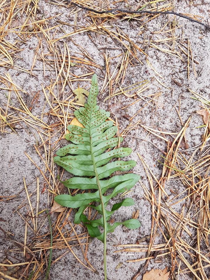 Image of Polypodium interjectum specimen.