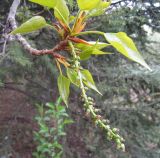 Populus balsamifera