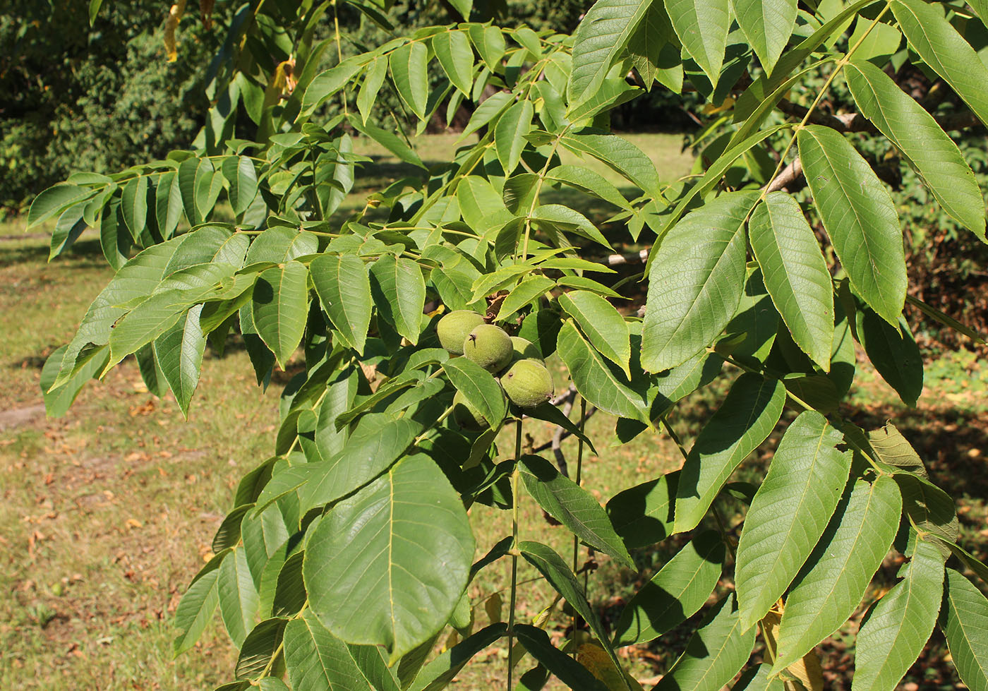 Image of Juglans mandshurica specimen.