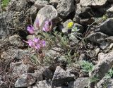 Astragalus angarensis подвид ozjorensis. Цветущее растение. Иркутская обл., Боханский р-н, окр. с. Бохан, осыпающийся каменистый склон. 06.05.2018.