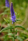 Veronica longifolia. Верхушка цветущего растения. Алтай, Катунский хребет, берег оз. Нижнее Мультинское, ≈ 1600 м н.у.м., луг на опушке хвойного леса. 30.06.2018.