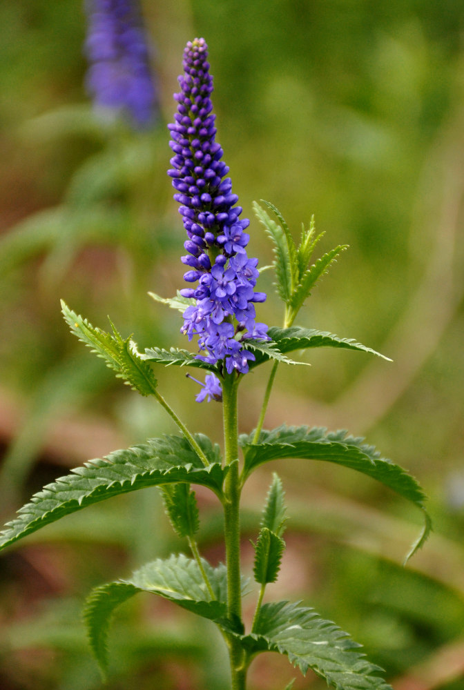 Изображение особи Veronica longifolia.