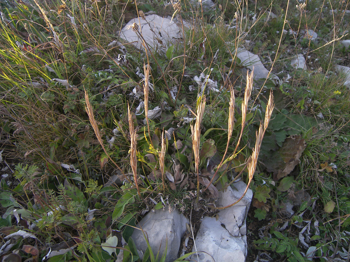 Image of Erysimum cuspidatum specimen.