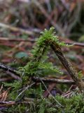 genus Brachythecium
