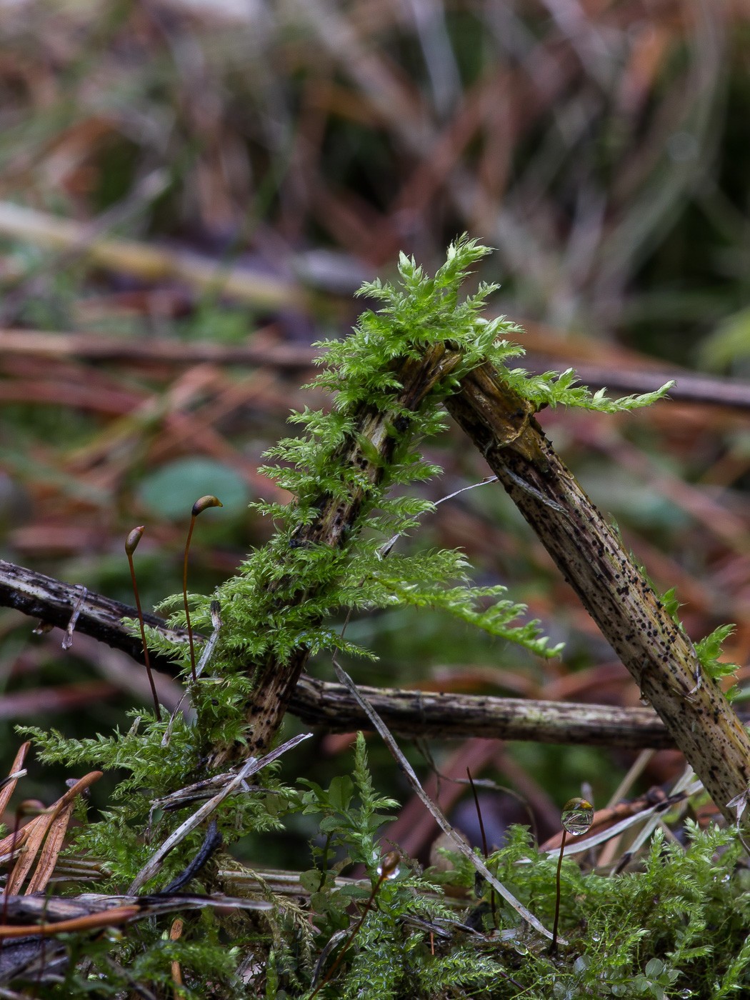 Image of genus Brachythecium specimen.