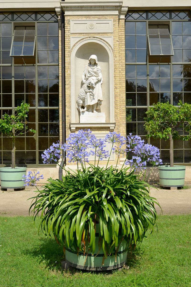 Image of Agapanthus africanus specimen.