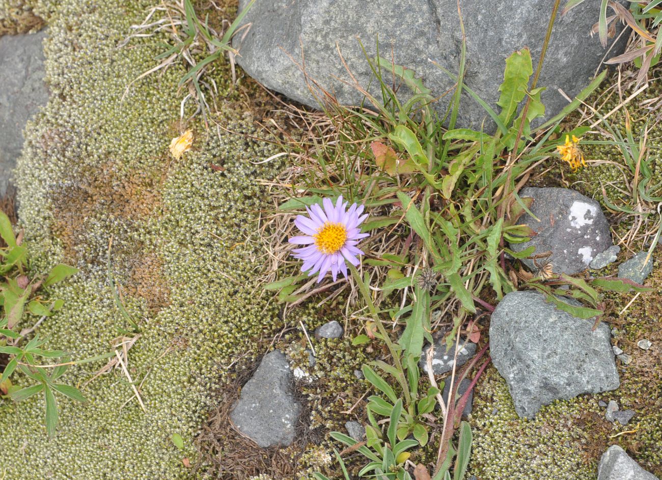 Изображение особи Aster alpinus.