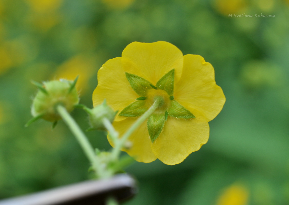 Изображение особи Potentilla chrysantha.