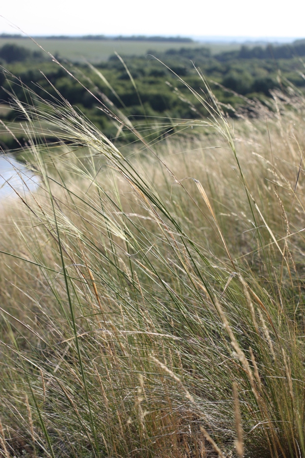 Изображение особи Stipa sareptana.