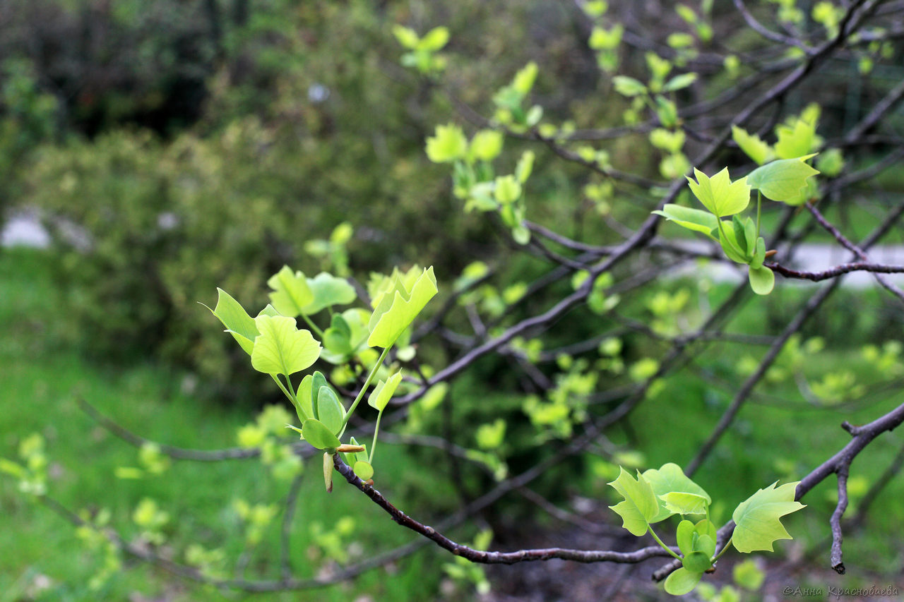 Image of Liriodendron tulipifera specimen.