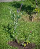 Buddleja davidii