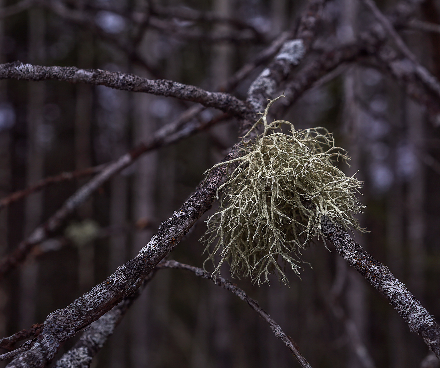 Image of Evernia mesomorpha specimen.