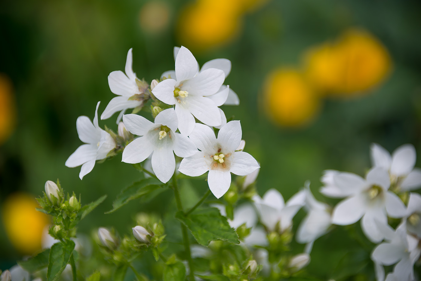 Изображение особи Gadellia lactiflora.