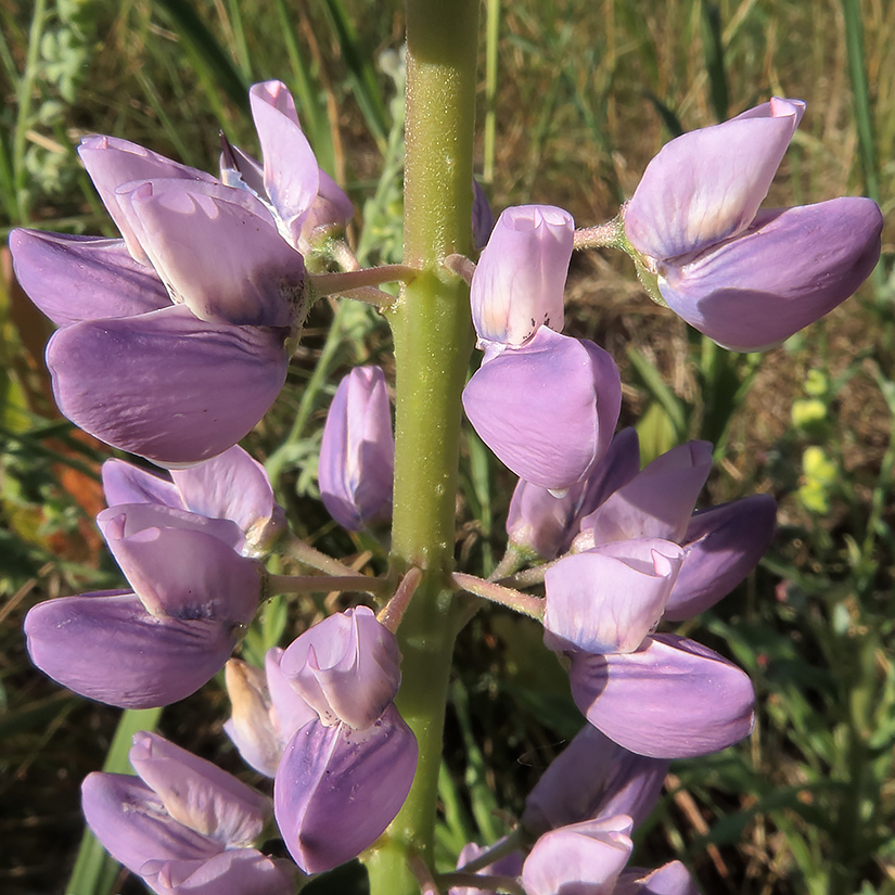 Image of Lupinus polyphyllus specimen.