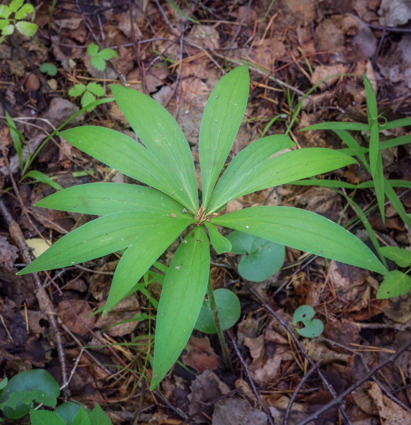 Image of Lilium pilosiusculum specimen.