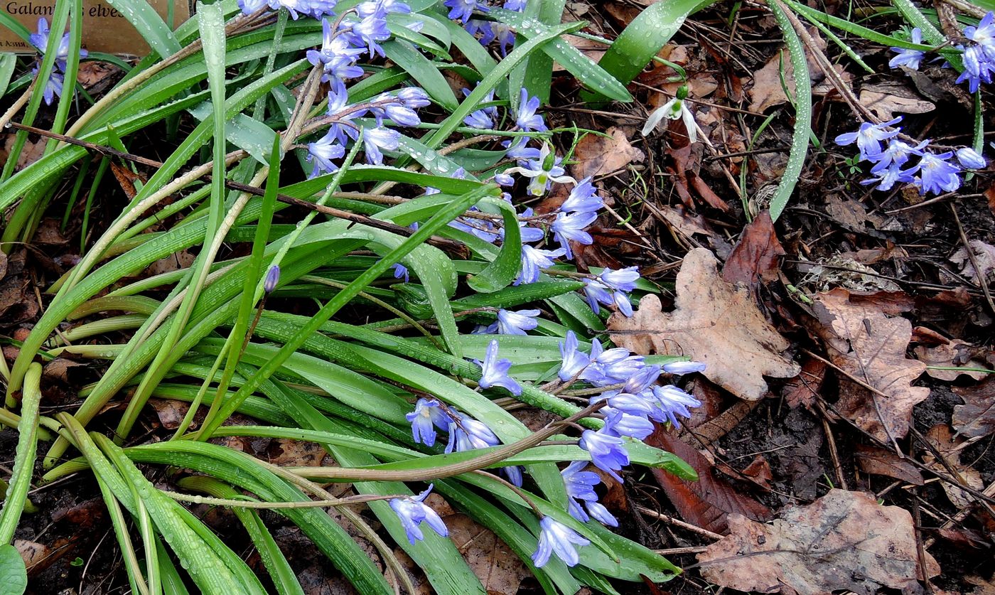 Image of Chionodoxa forbesii specimen.