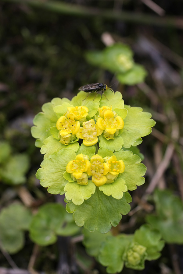 Изображение особи Chrysosplenium alternifolium.