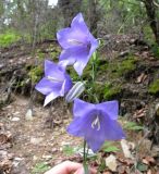 Campanula persicifolia. Цветки. Украина, Закарпатская обл., Тячевский р-н, с. Усть-Черная, склон г. Мокрая. 25.06.2010.