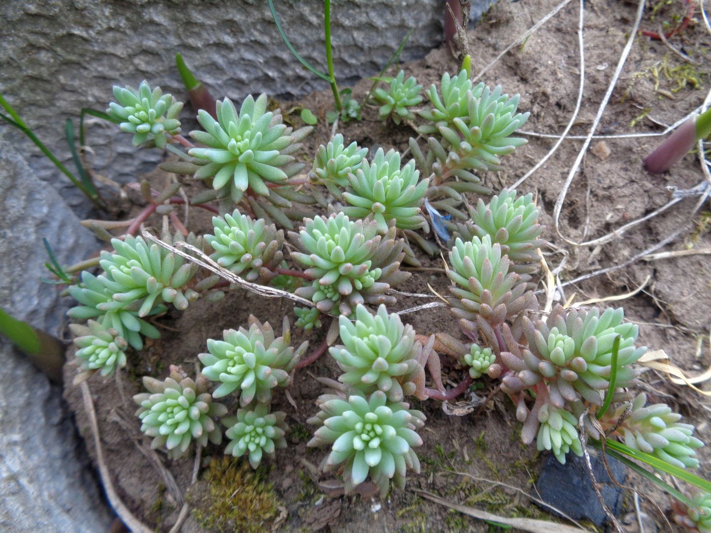 Изображение особи Sedum hispanicum.