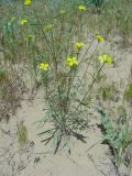 Erysimum canescens