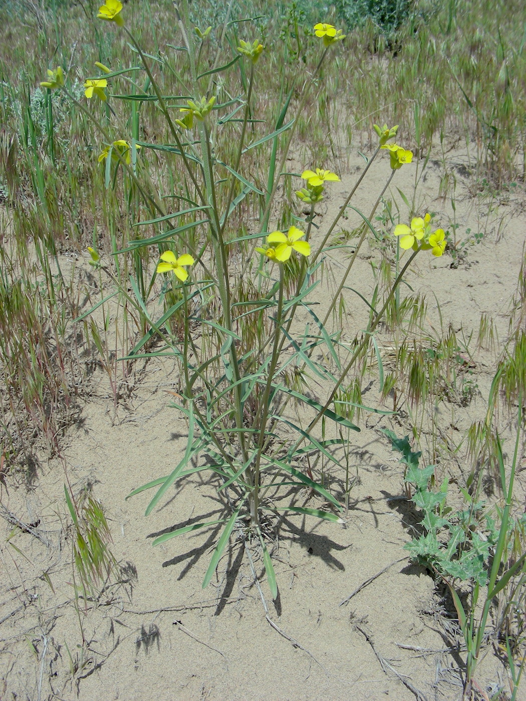 Изображение особи Erysimum canescens.