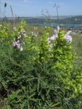 Salvia scabiosifolia. Побеги с цветками. Крым, Симферополь, Марьино, степной склон. 12.06.2019.