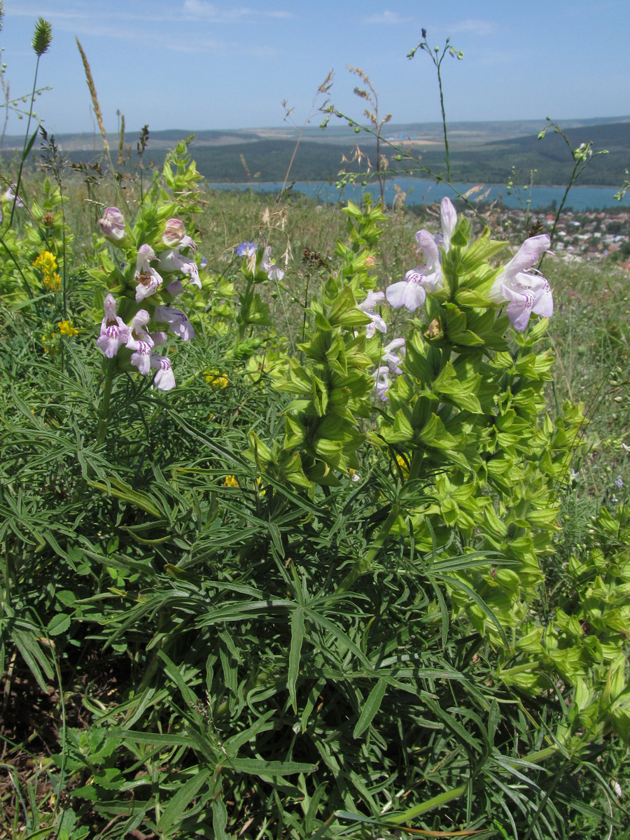 Image of Salvia scabiosifolia specimen.