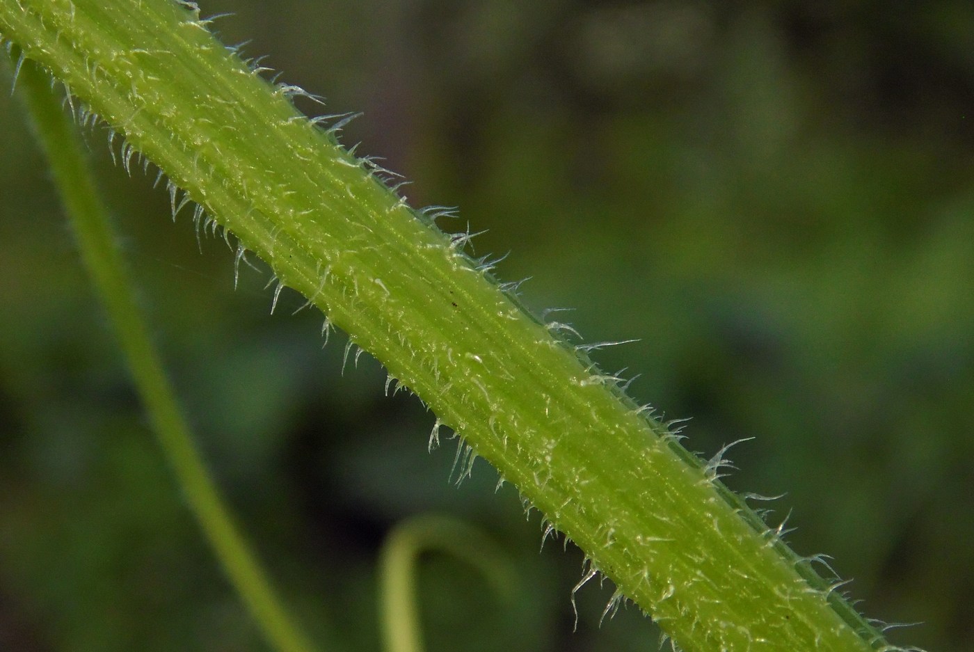 Изображение особи Cucumis sativus.