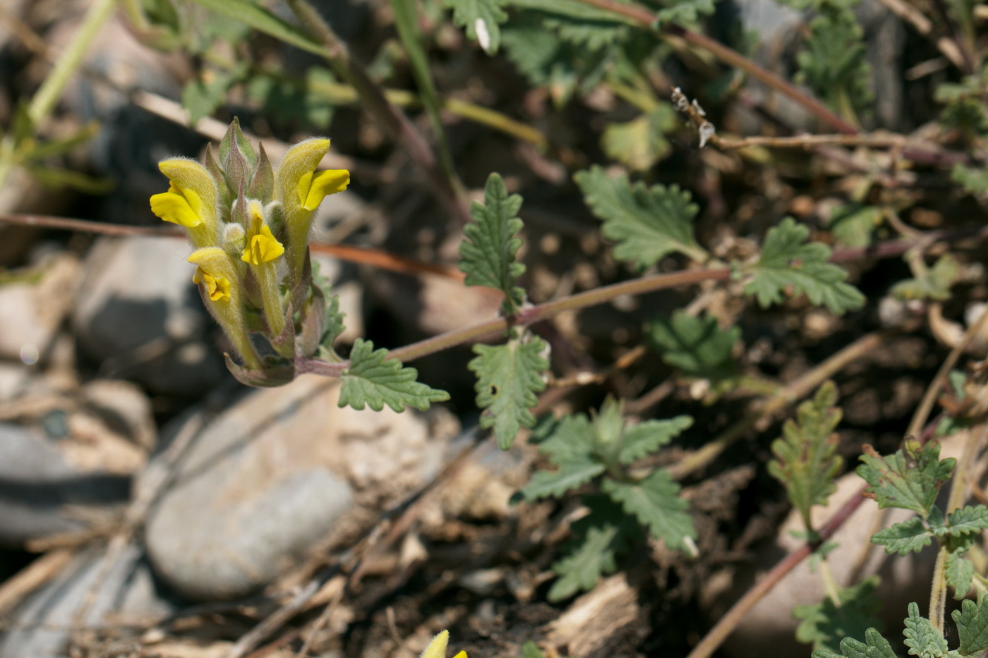 Изображение особи Scutellaria comosa.