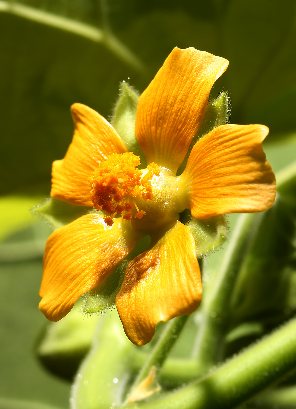 Изображение особи Abutilon theophrasti.