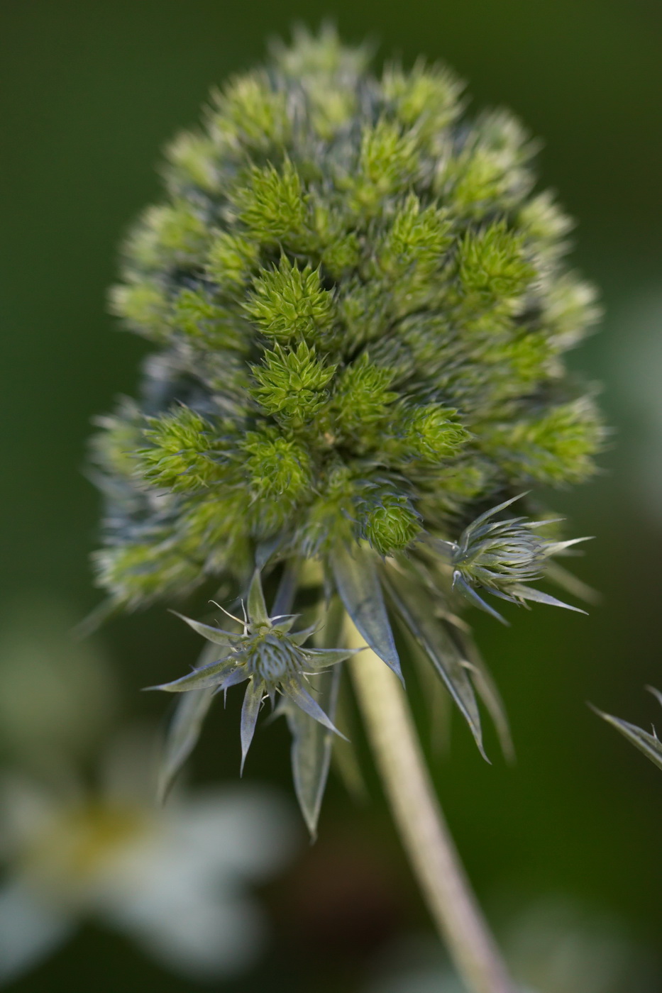 Изображение особи Eryngium planum.