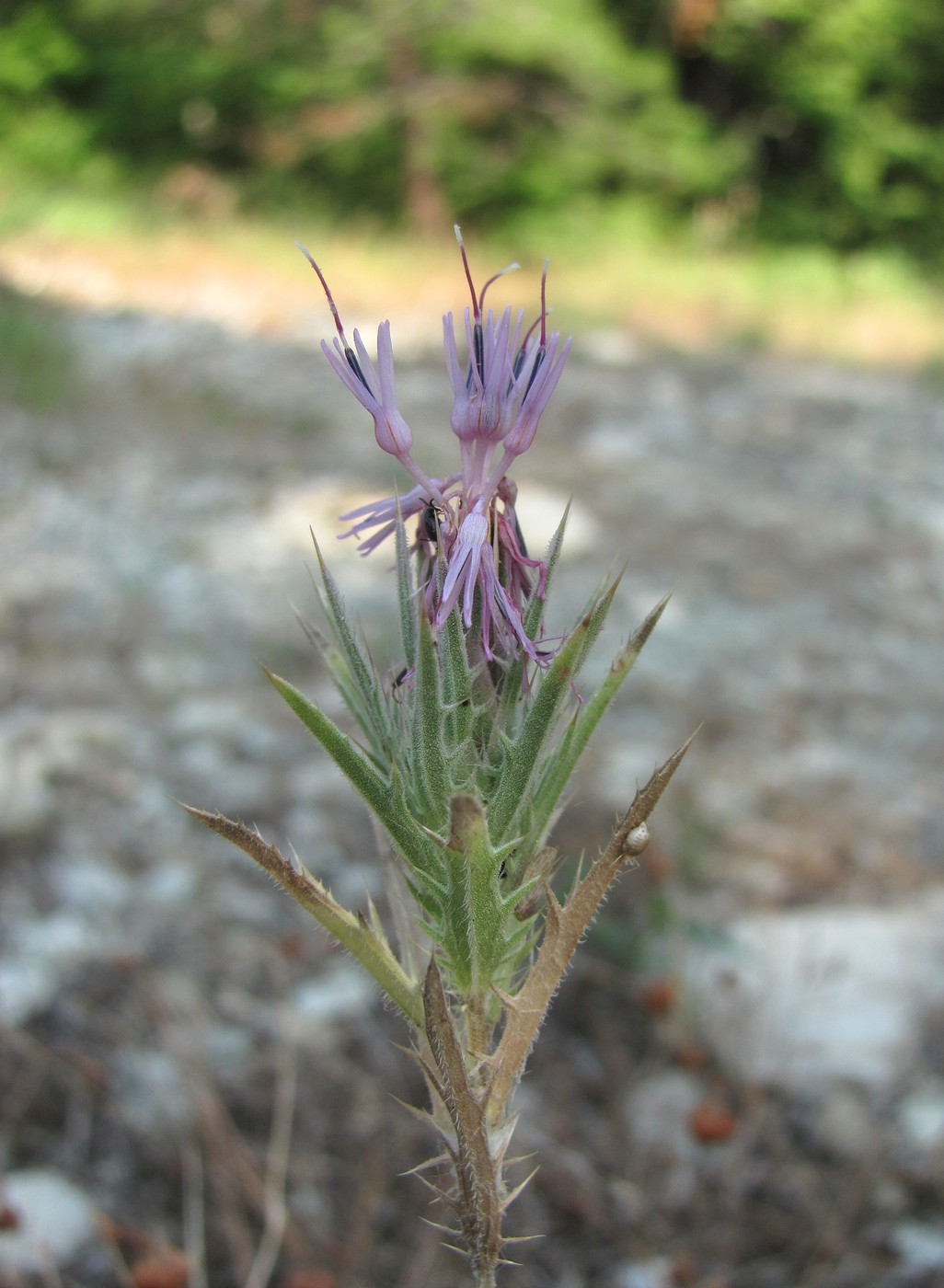 Image of Carthamus glaucus specimen.