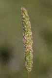 genus Phleum. Соцветие. Кабардино-Балкария, Эльбрусский р-н, долина р. Сылтрансу, ≈ 2200 м н.у.м., субальпийский луг. 05.08.2019.