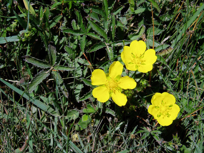 Image of Potentilla reptans specimen.