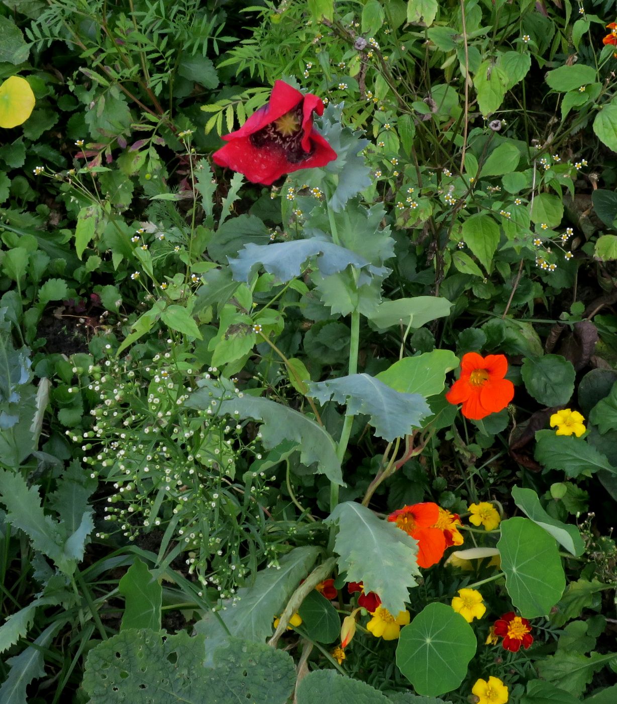 Изображение особи Papaver somniferum.