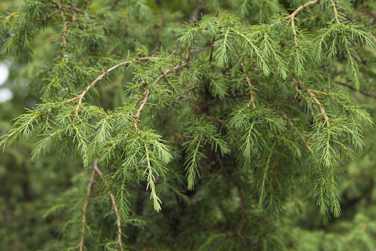 Image of Juniperus rigida specimen.
