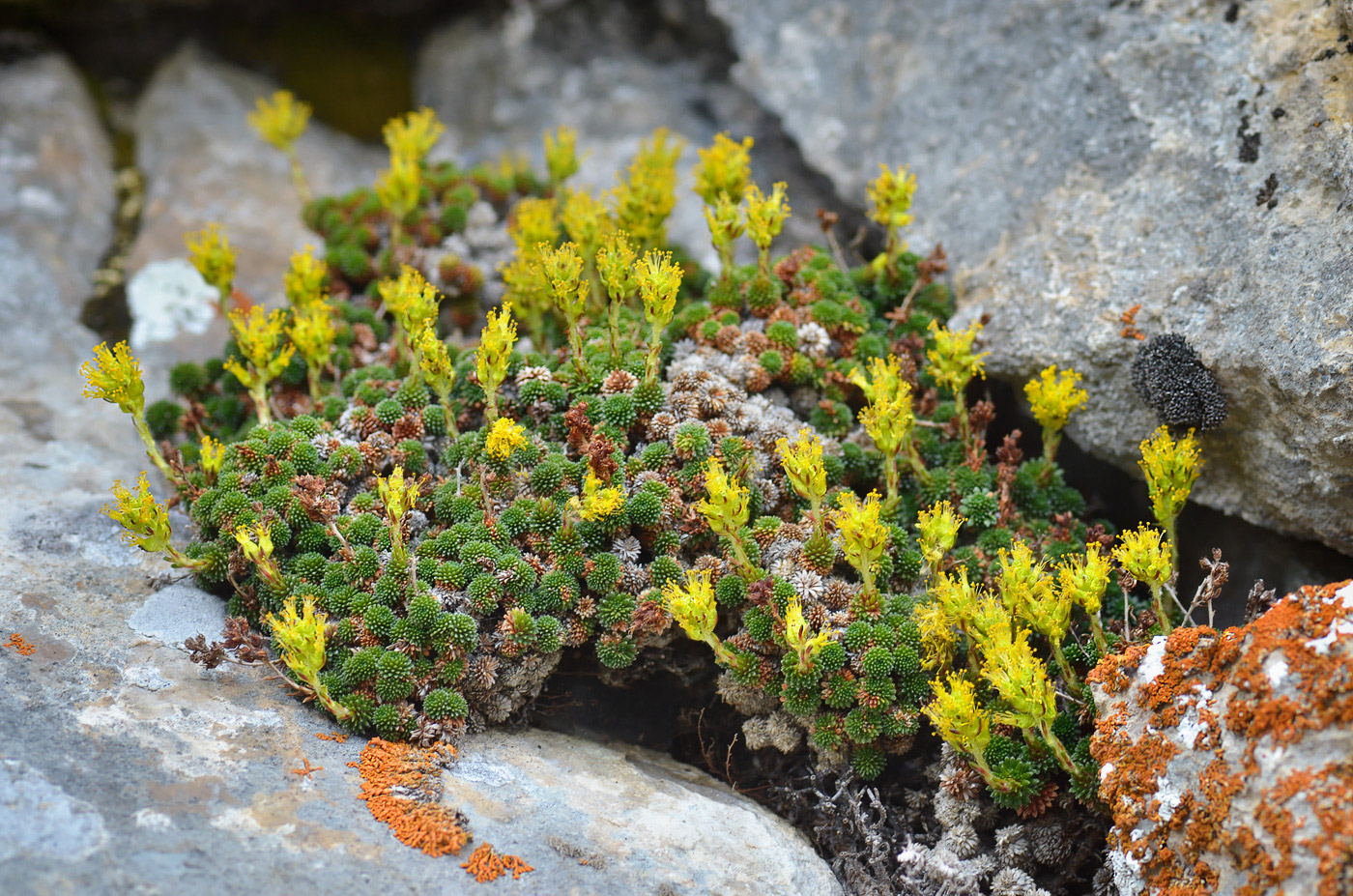 Изображение особи Saxifraga unifoveolata.