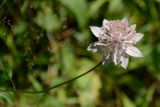 Astrantia maxima