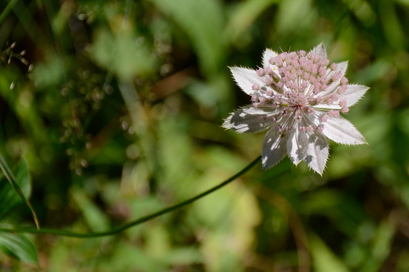 Image of Astrantia maxima specimen.