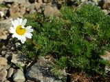 Tripleurospermum caucasicum