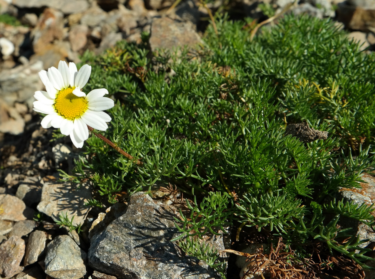 Изображение особи Tripleurospermum caucasicum.