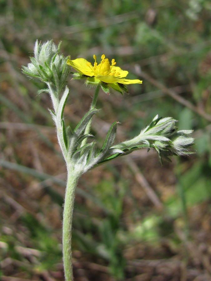 Изображение особи Potentilla argentea.