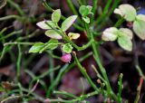 Vaccinium myrtillus. Верхушка побега с цветком (повторное цветение). Ленинградская обл., Выборг, парк Монрепо, опушка сосняка. 02.11.2019.