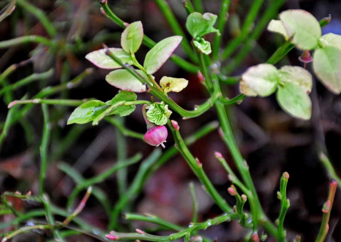 Изображение особи Vaccinium myrtillus.