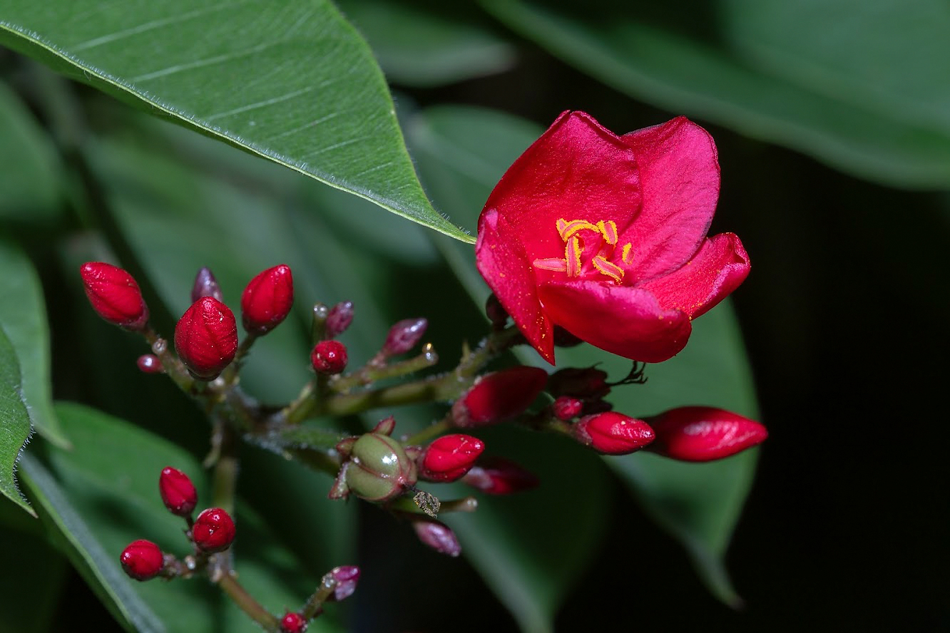 Image of Jatropha integerrima specimen.