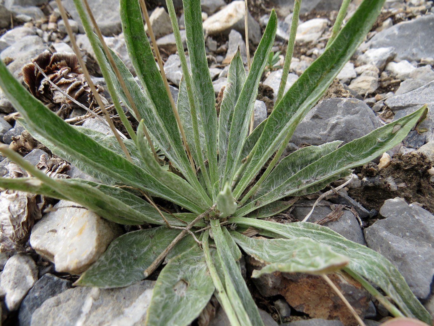 Изображение особи Plantago arachnoidea.