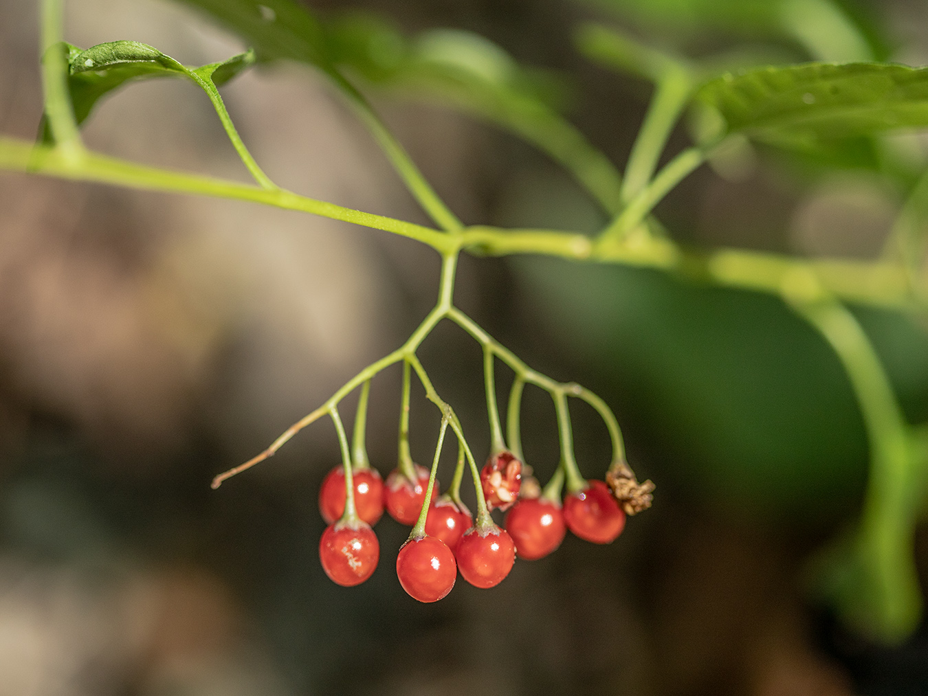 Image of Solanum pseudopersicum specimen.