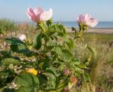 Rosa corymbifera. Верхушка цветущего растения. Краснодарский край, м/о Анапа, окр. станицы Благовещенская, Витязевский лиман, подножие песчано-глиняного холма. 24.05.2015.