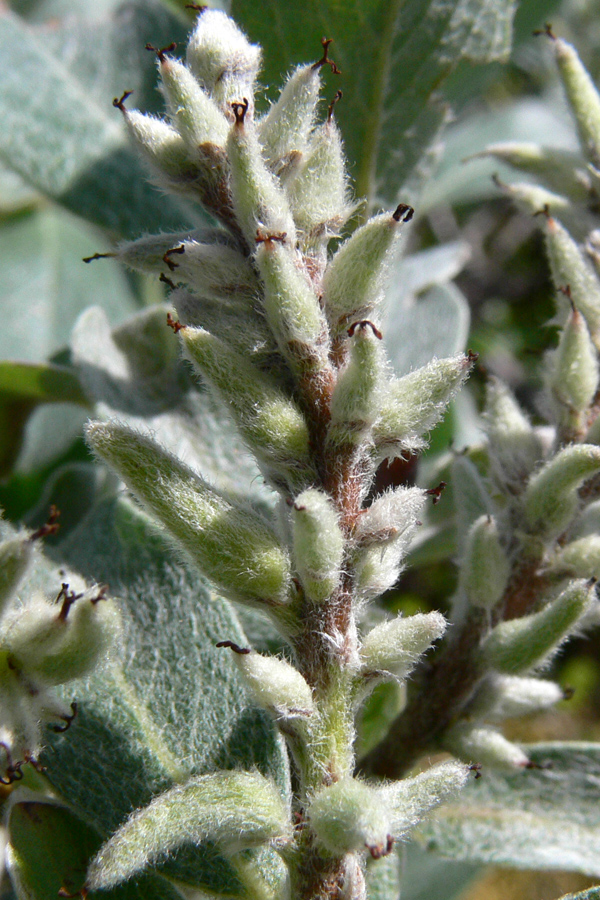 Изображение особи Salix glauca.